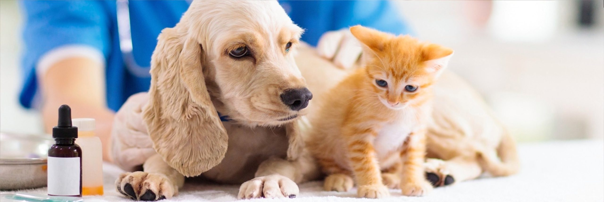dog and cat vet banner