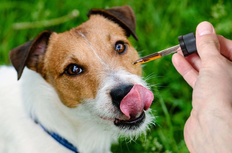 CBD for Pets: Understanding the Benefits for Your Furry Friends